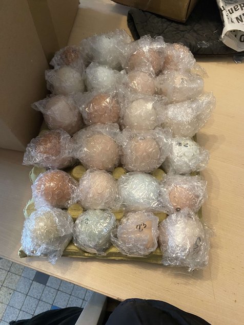 Oeufs fécondés colorés à couvé lescocottesdemel