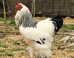 Brahma blanc herminé noir