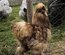Silkie chocolat/chocopaint