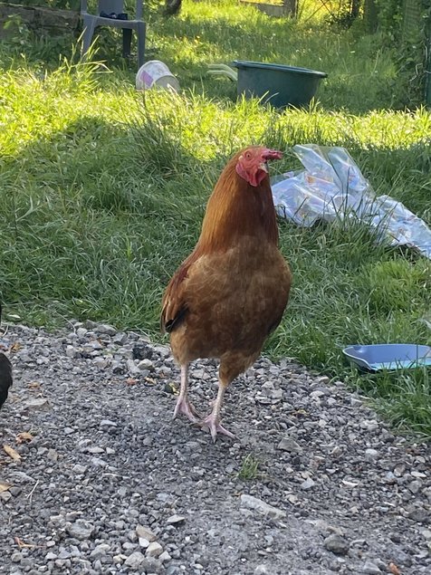 Oeufs fécondés colorés à couvé lescocottesdemel