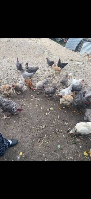 oeufs fécondés / à couvé pondeuses/chairs/cou nu lescocottesdemel