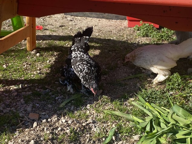 oeufs fécondés à couver poule naines sabelpoot