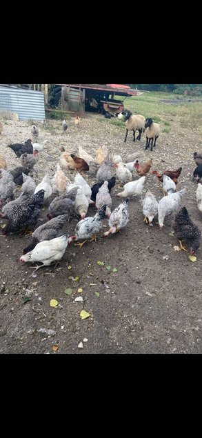 oeufs fécondés / à couvé pondeuses/chairs/cou nu lescocottesdemel