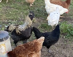 oeufs fécondés / à couver pondeuses X colorés