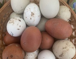 Oeufs fécondés colorés à couvé