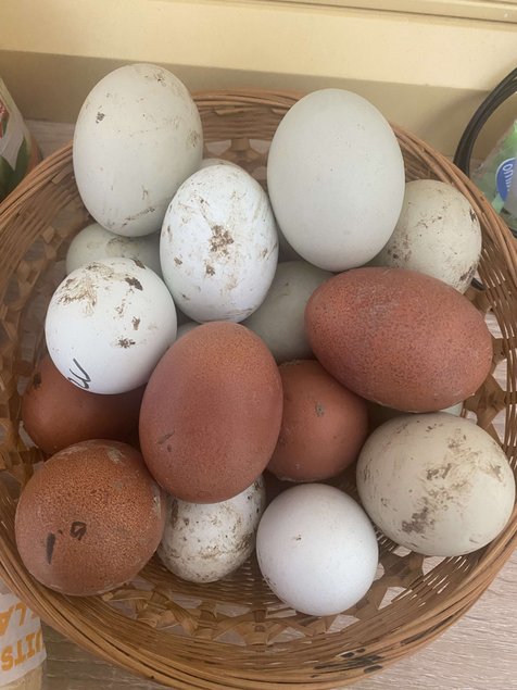 Oeufs fécondés colorés à couvé lescocottesdemel