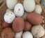 Oeufs fécondés colorés à couvé lescocottesdemel