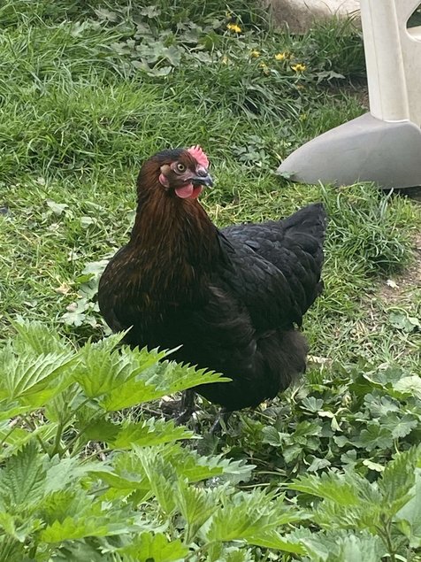 Oeufs fécondés colorés à couvé lescocottesdemel