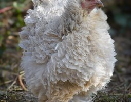 Brahma perdrix doré maillé (gris perle) FRISÉS