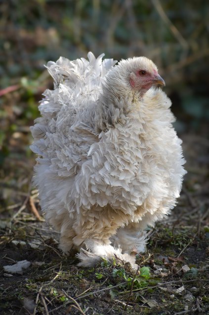 Brahma perdrix doré maillé (gris perle) FRISÉS