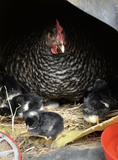 Oeufs fécondés de Coucou de Rennes