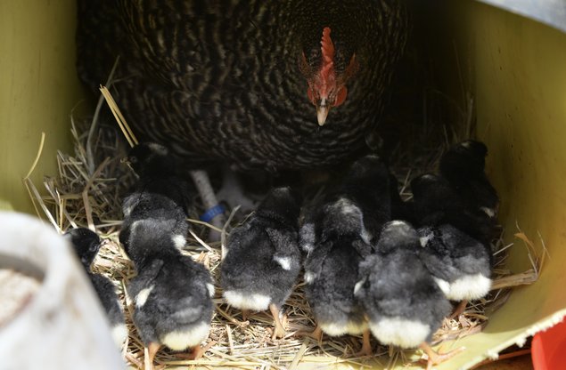 Oeufs fécondés de Coucou de Rennes