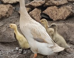 Canards coureurs indien