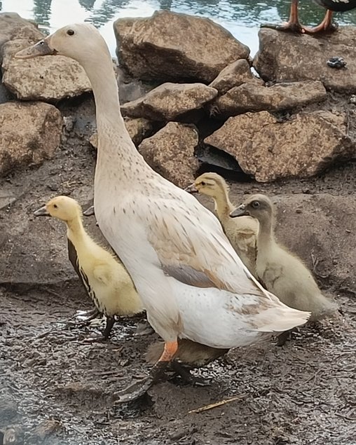 Canards coureurs indien