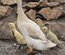Canards coureurs indien
