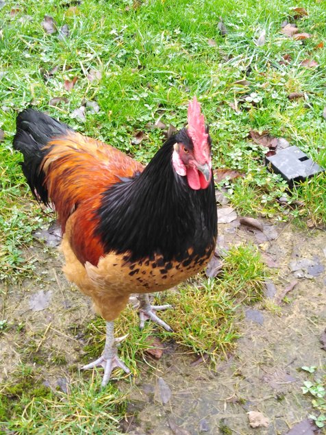 Oeufs fécondé  Vorwerk