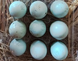 CAILLE CELADON