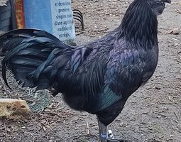 Oeufs à couver cemani