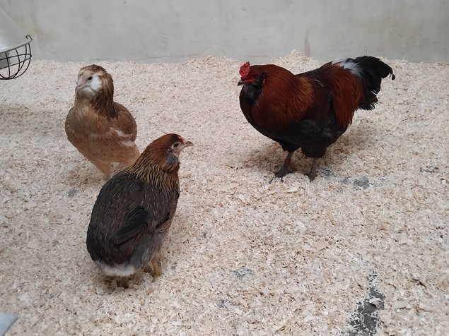 Œuf fécondé Araucana