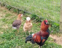 Œuf fécondé Araucana