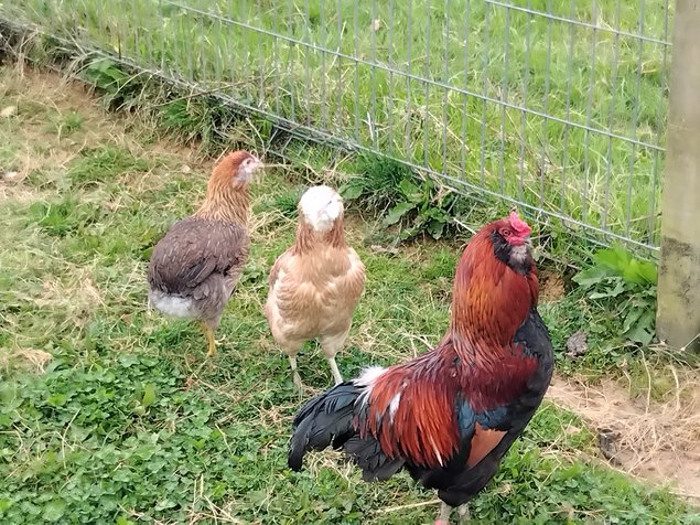 Œuf fécondé Araucana