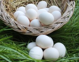 Oeufs fécondés Leghorn