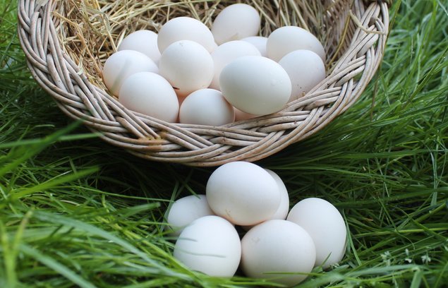 Oeufs fécondés Leghorn
