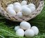 Oeufs fécondés Leghorn