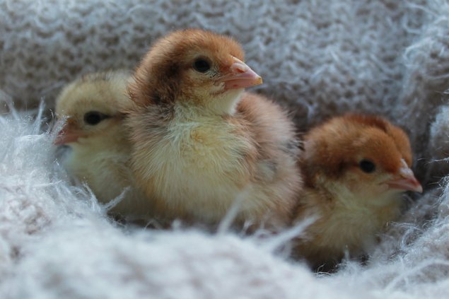 Oeufs fécondés Leghorn