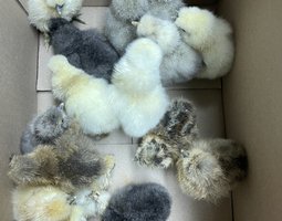 Poule de soie