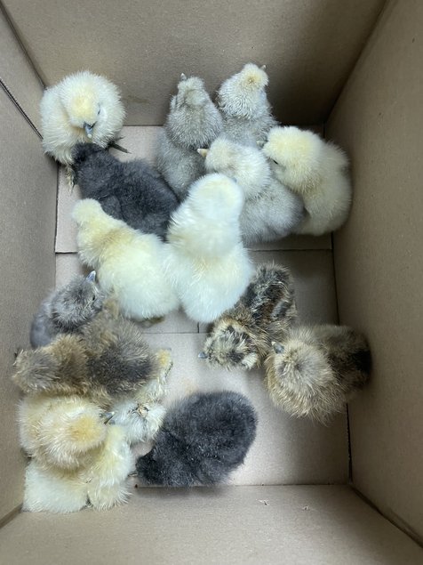 Poule de soie