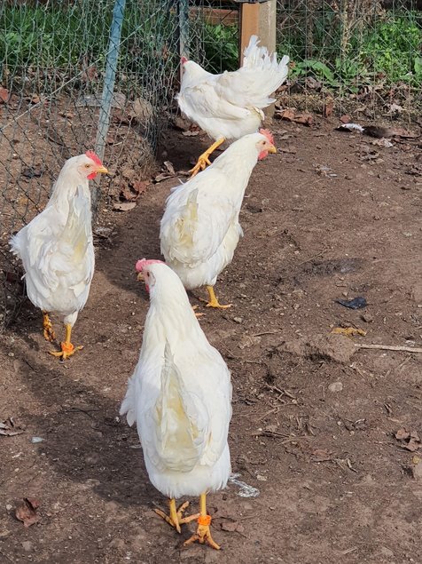 oeuf azur ( oeufs bleus )