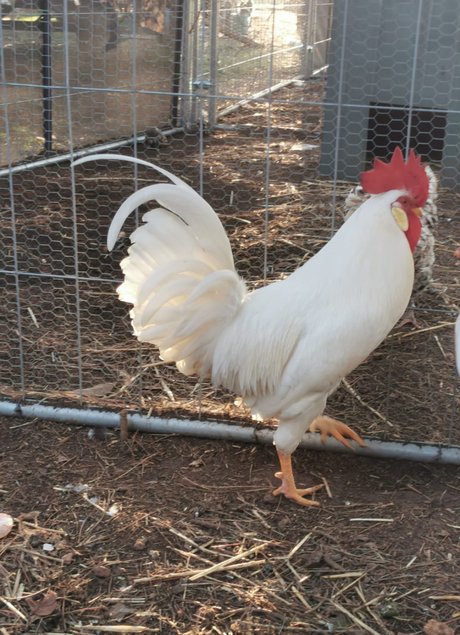 oeuf azur ( oeufs bleus )