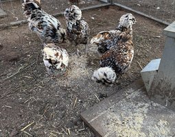 oeuf fécondé padoue tricolore