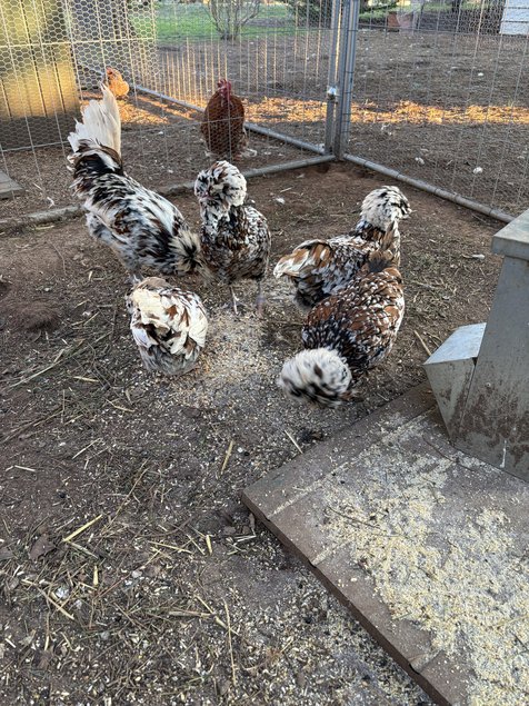 oeuf fécondé padoue tricolore