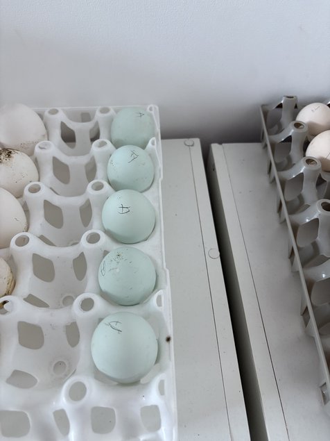 oeuf azur ( oeufs bleus )
