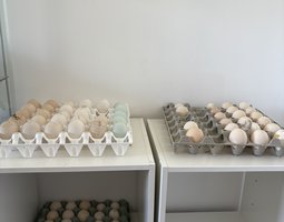oeufs surprise