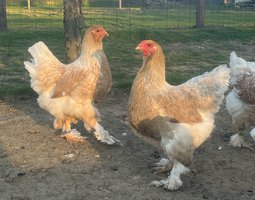 Brahma perdrix maillé dorée blanc
