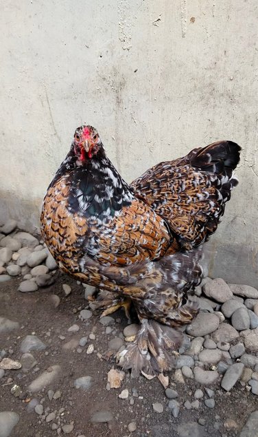 Œufs fécondés brahma porcelaine