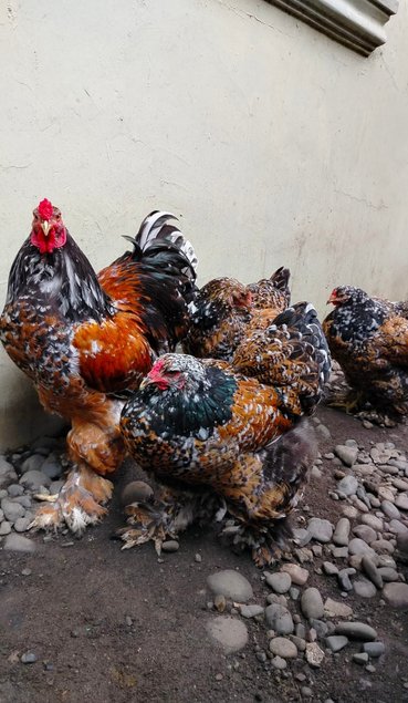 Œufs fécondés brahma porcelaine