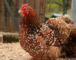 Bantams De Pékin Porcelaine Rouge (Mille Fleurs)