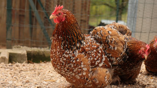 Bantams De Pékin Porcelaine Rouge (Mille Fleurs)