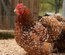 Bantams De Pékin Porcelaine Rouge (Mille Fleurs)