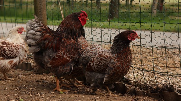 Wyandotte naine doré liseré bleu, liseré blanc et liseré noir