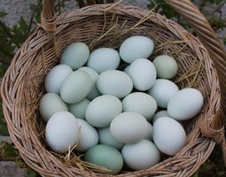 Oeufs fécondés Legbar