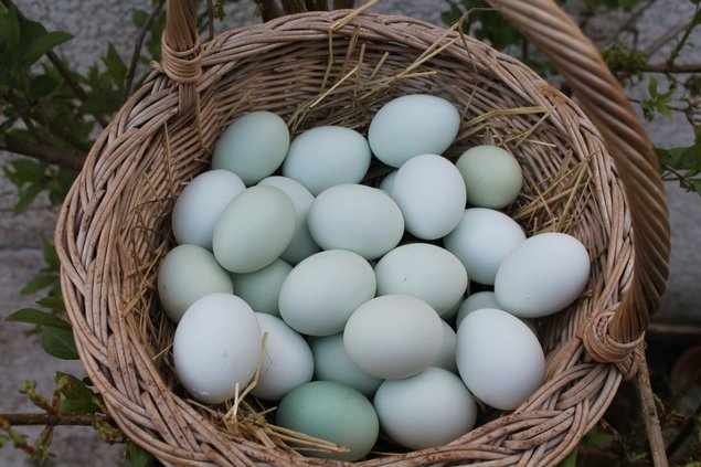 Oeufs fécondés Legbar