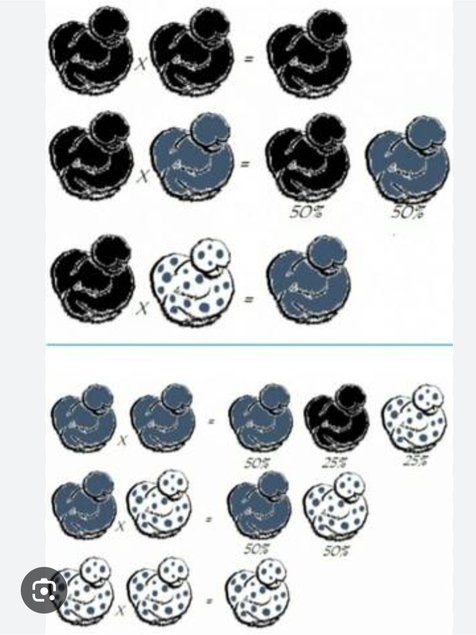 oeufs fécondés de Marans