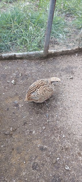 Oeufs de cailles Jumbo