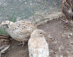 Oeufs de cailles Jumbo