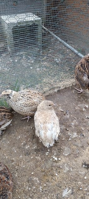 Oeufs de cailles Jumbo